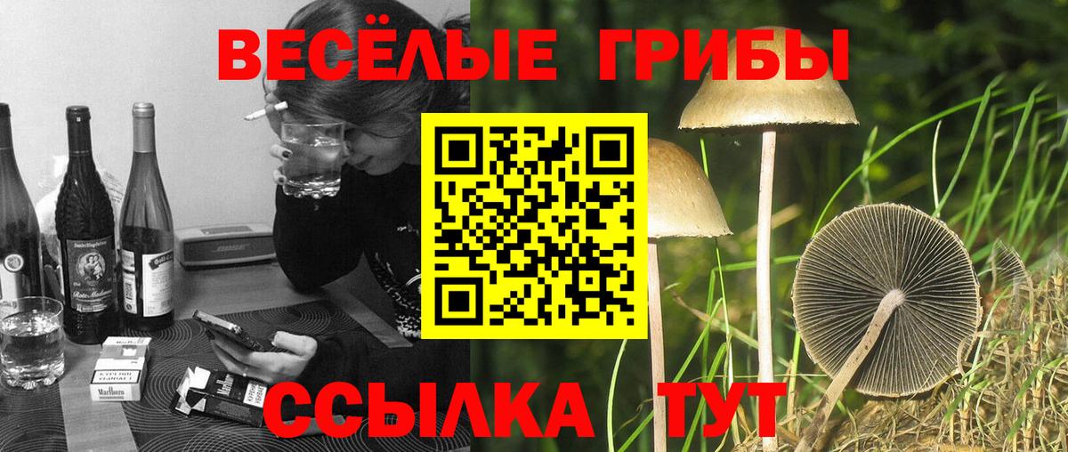 хочу   Вход с VPN  Грязи  Галлюциногенные грибы MAGIC MUSHROOMS 